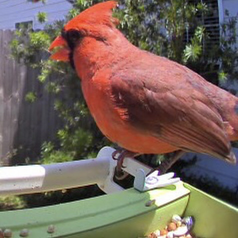 Inside The Bird Feeder