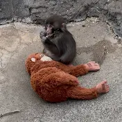 Baby punch kun Japan 