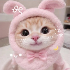 Haki Trendの画像