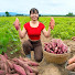 uWAoxcT4hho-channel-avatar-Phương Countryside