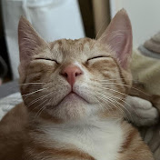 Cat Sleeping ASMR