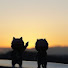 6blpJ86cuPc-channel-avatar-にゃん吉  special☆