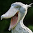 @황새bird