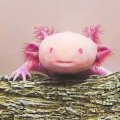 My Pet DN