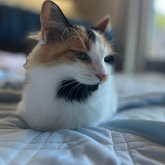 にゃんぺらー -Alice’s Daily Life-