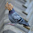 @poorbird2023