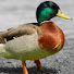 0oDNV38gOQ8-channel-avatar-Ducky Extra