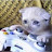 @skrttt_dffoo's avatar