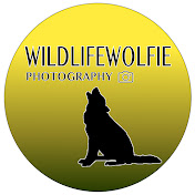 Wildlifewolfies videos