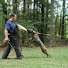 mdo8GkOOSQo-channel-avatar-American Sentinel K9's Productions