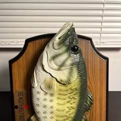 Fishy Advice