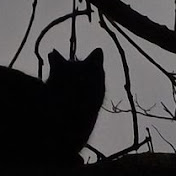 🌑 The Void cat🥀