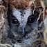 WQqwHZ-3PsI-channel-avatar-Birds in Vietnam - Thu Vui Tay Nguyen
