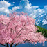 5QM0Ygd0g9Q-channel-avatar-Japan news
