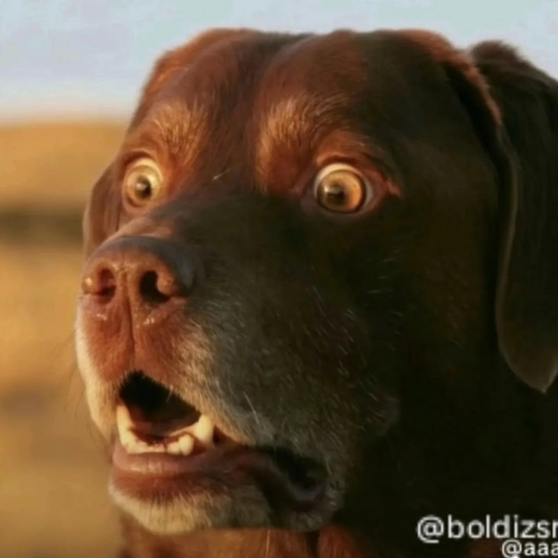 Hire AIDaily — Tech & Science YouTube creator for sponsorships