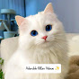 Adorable Kitten Videos logo