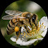 j8MCdJmhnIU-channel-avatar-EL MUNDO SECRETO DE LAS ABEJAS
