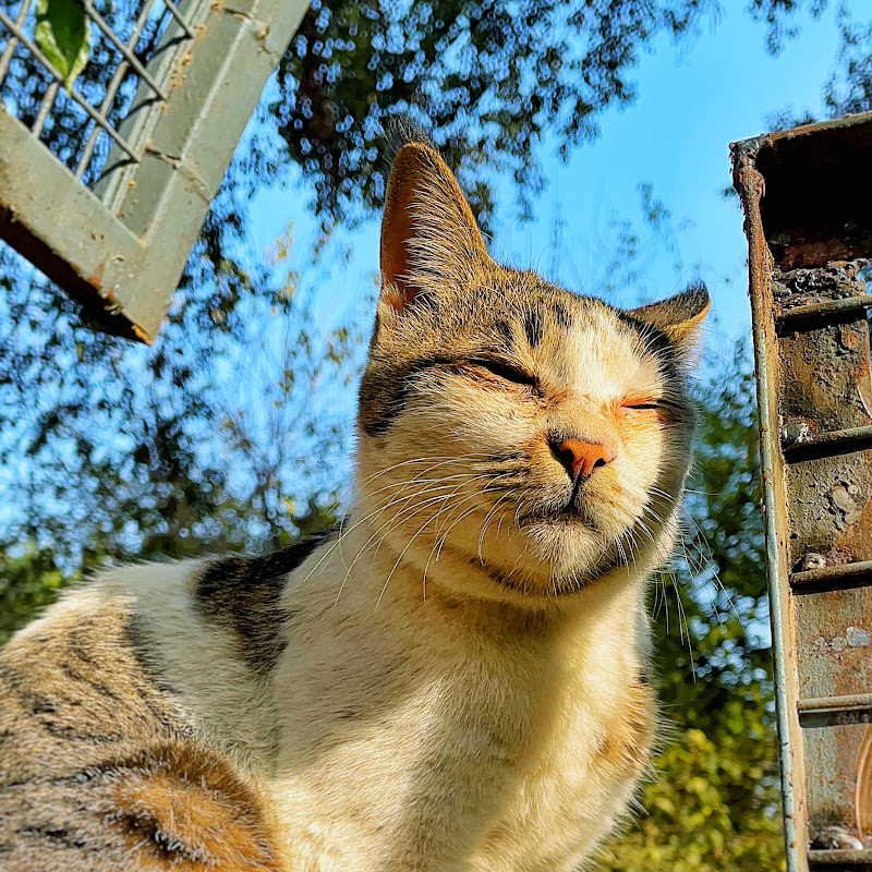 𝓐𝓷𝓲𝓶𝓪𝓵 𝓐𝓫𝓸𝓾𝓽𝔃