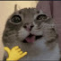 KWzh_ALEv9s-channel-avatar-CAT_boy_