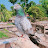 @Shihab_Pigeons