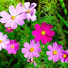 YGnRPGnSXaQ-channel-avatar-jardineria y algo más 