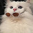 @fofoalassaf1459