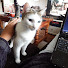 7iWyKUAG8aQ-channel-avatar-Traveling Dutchies