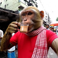 Bandar Apna Dost profile image