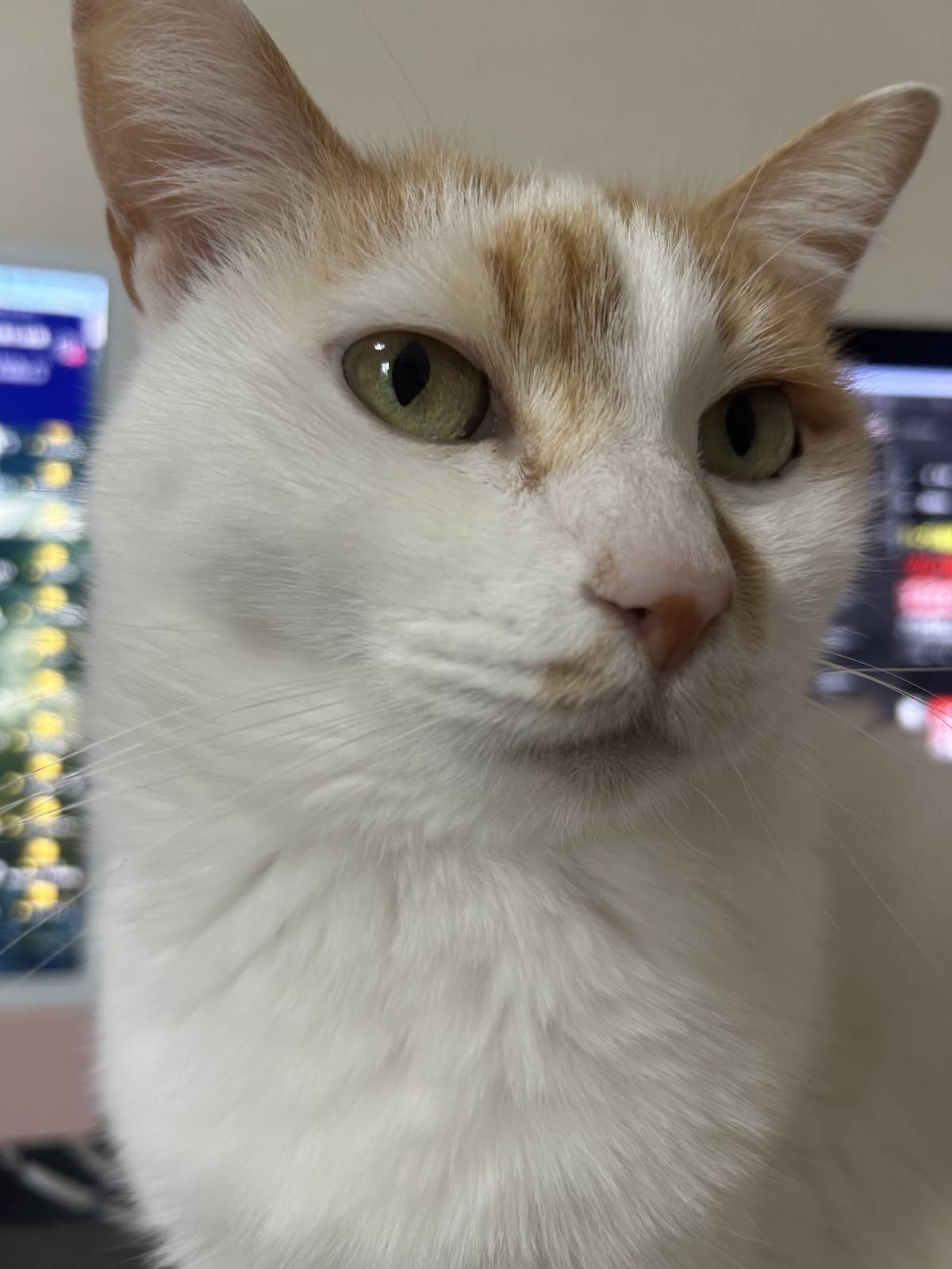 ニャンズNo.8 - YouTube