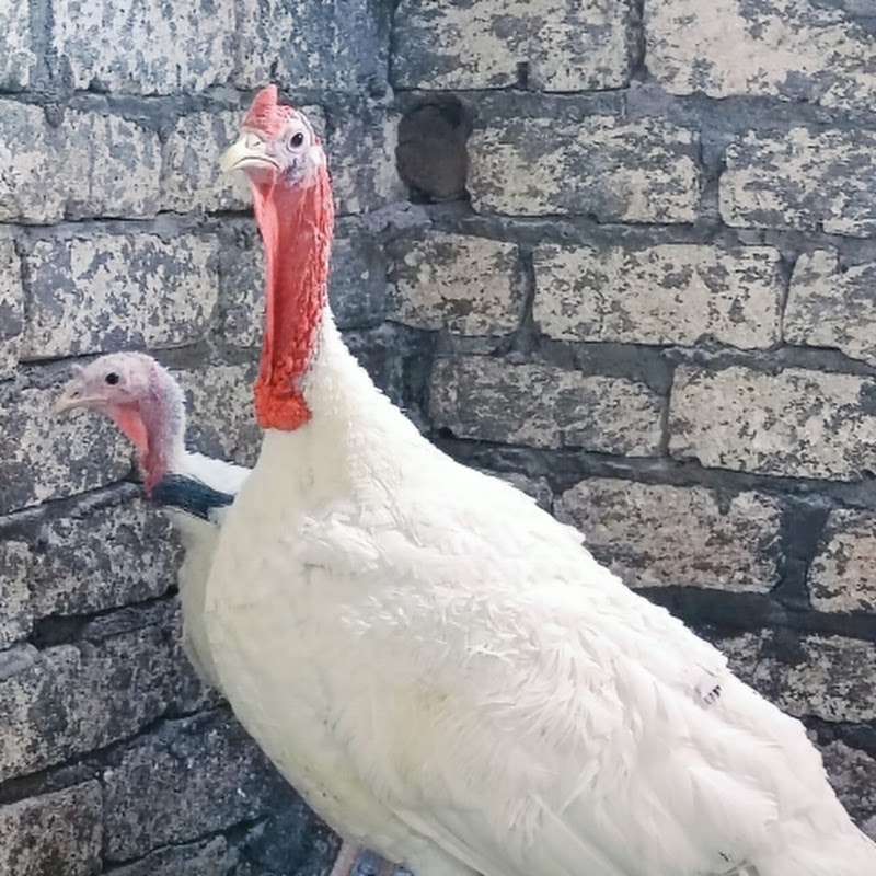 يوميات مع طيوري 