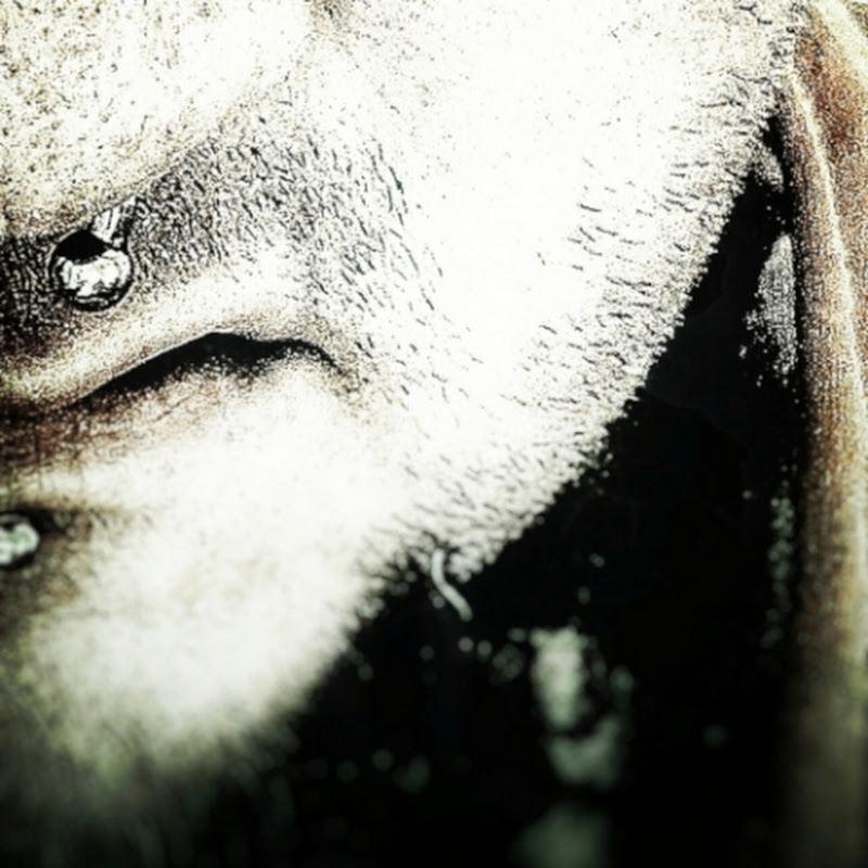 Nokkie icon