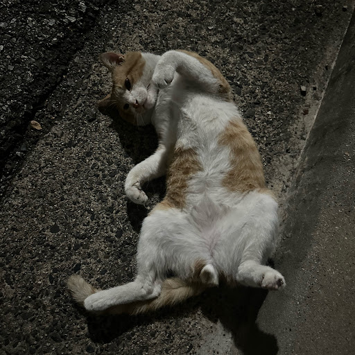 チャンネル画像