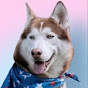 Freezing Husky TV