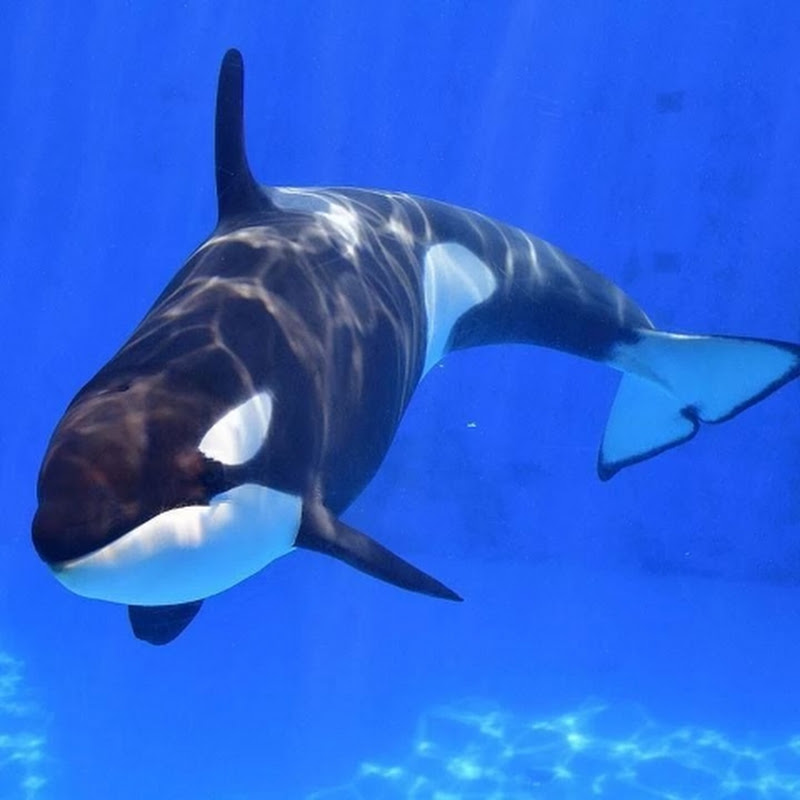 Orca_React