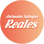 Animales Salvajes Reales channel logo