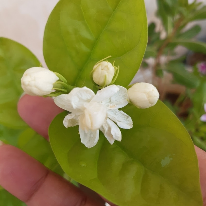 Simple Home Garden 🌱