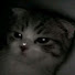 FdcALfRT-Ao-channel-avatar-• Diazz •