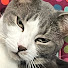 r_cgIqzpRGQ-channel-avatar-•KittyCats258•