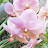 Jaenié's Orchid Garden