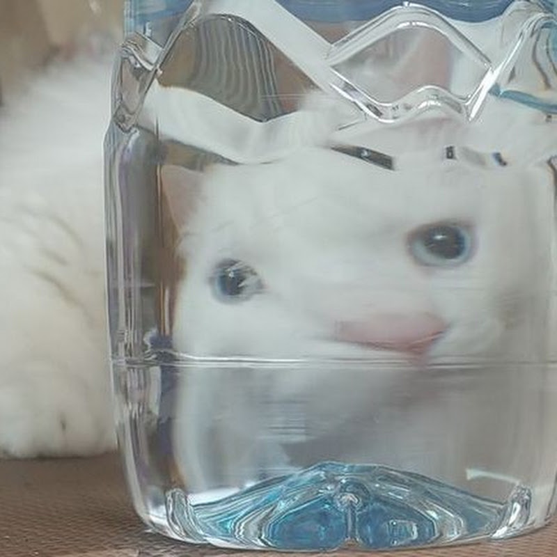 브라질땅콩