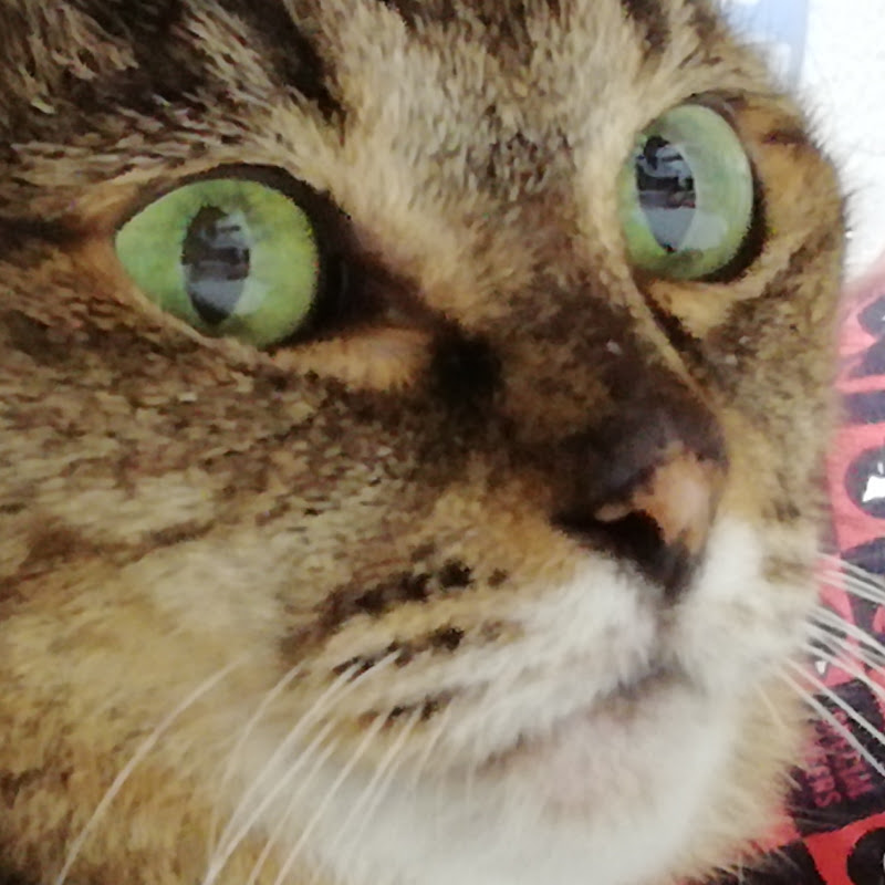 デブ猫くるんちゃん