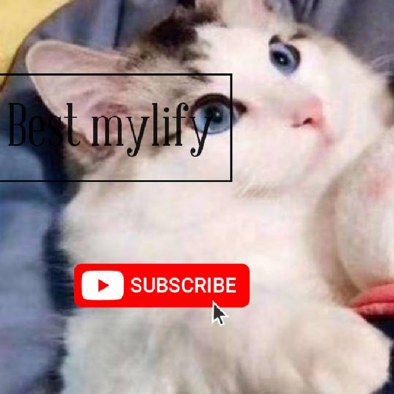 Best mylify幸福圣诞布施猫