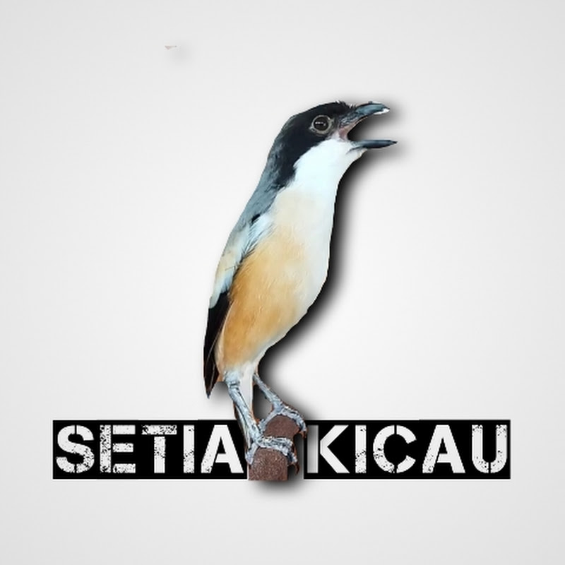 SETIA KICAU