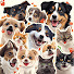 X5F0yCLRk7k-channel-avatar-Bark&PurrShow