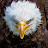 @eagleman8