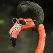 Flamingo Meme