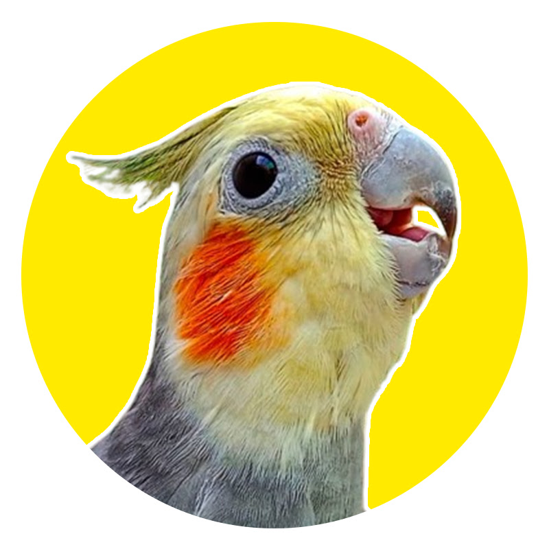 Yellow Cockatiel