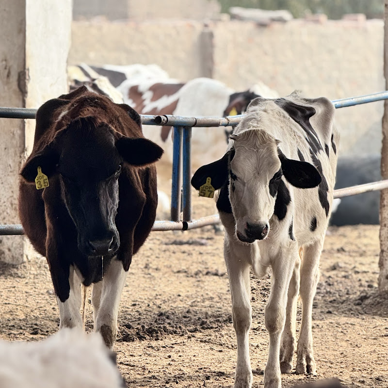 Joiya Dairy Farm
