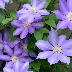 庭めぐる季節アイコン画像