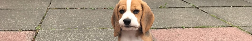 Lola The Beagle رمز قناة اليوتيوب